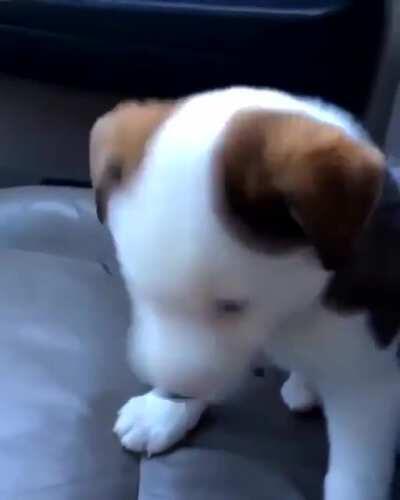 Puppy growling at his own hiccups