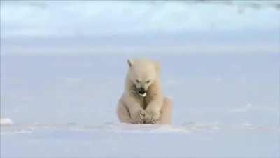 Seal accidentally scares baby polar bear