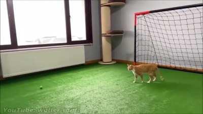 Goalkeeper cat