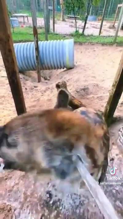 hyenas