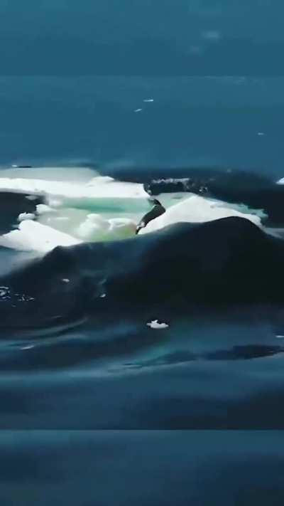 Awesome new footage of orcas hunting using the wave hunting method 