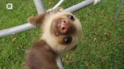 Young sloth