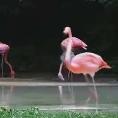 Flamingo