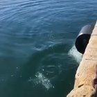 Dolphins in Trieste’s port (North East Italy)