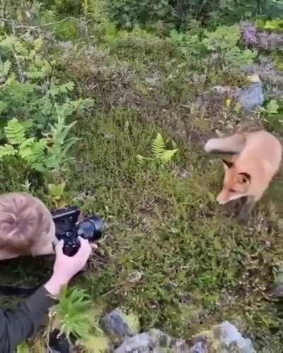 Ridiculously photogenic Fox