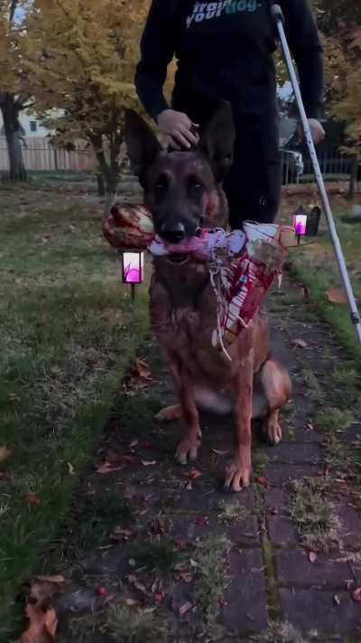 Dogs can celebrate halloween too