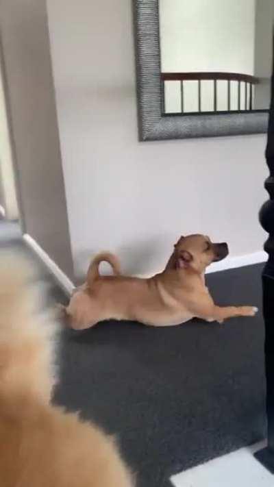 He’s teasing the Corgi for having tiny legs