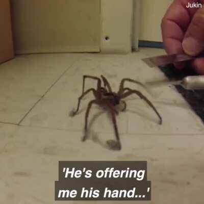 Here is a man cleaning a spider's feet