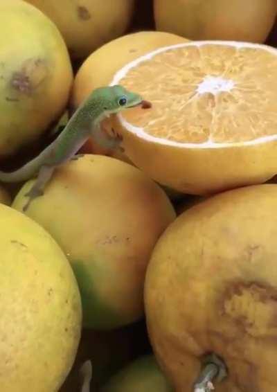 A lizard gently licking an orange!