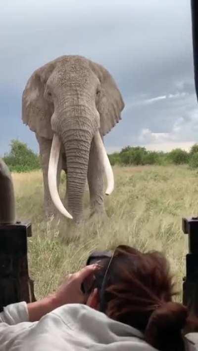 🔥 A majestic elephant