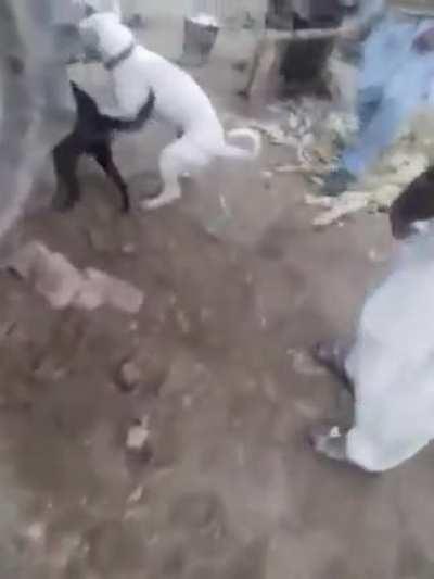 🔥 to stop the dogs fighting : therewasanattempt || [dd] r...