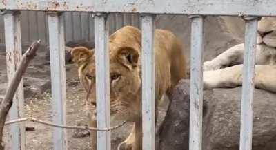 Animals at the Mariupol Zoo after a month of war