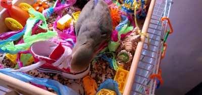 Busy in my foraging box (not a peep for hours!)