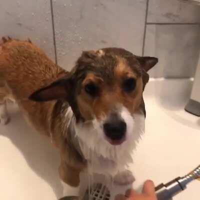 When you need that hot shower after a stressful day ❤️ 🧖‍♀️ 🦊