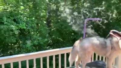 Siberian Husky Gets Ready for Summer