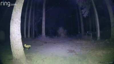 My coworkers son set up a ring camera on his back door to see what animals were roaming his backyard. Caught this at about 2am 2 nights ago. I can usually find a logical explanation for shit like this but really scratching my head at this one 