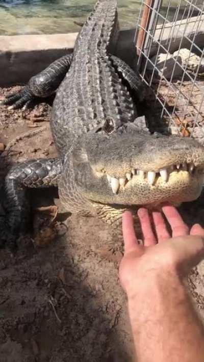 Alligator bellowing!!!