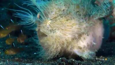 The fastest attack in the animal kingdom by hairy frogfish