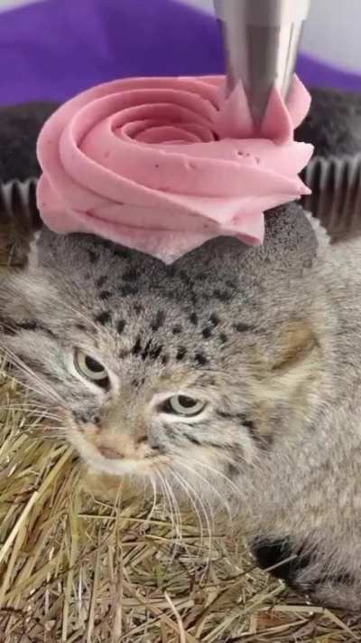 cupcake wunkus