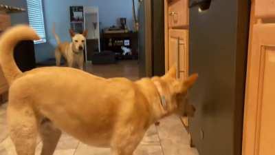 Dog vs The Dish Washer