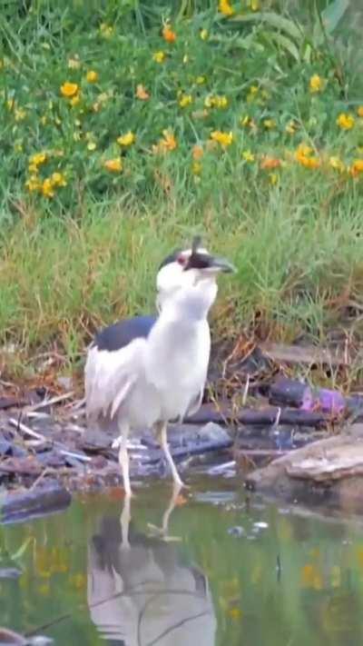 Black crowned night heron swallows an abandoned duckling alive!