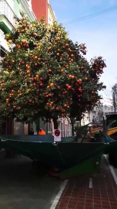 How oranges harvested in urban area (Spain). On average, you can harvest around 450 tons a day