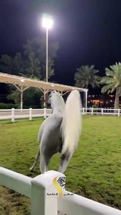 The unique appearance of Arabian Horse