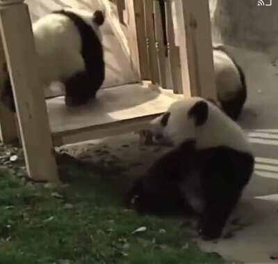 Sometimes we just need a video of pandas playing on a slide.