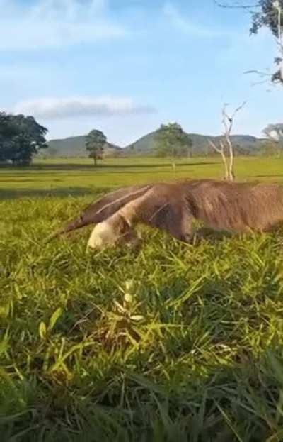 🔥The Anteater (Pilosa). 🐜