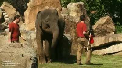 The baby elephant was just sleeping enjoying his/her sleep. Mother elephant can’t wake her and asks her keepers for help..