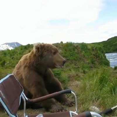 A massive grizzly taking a break next to a fisherman