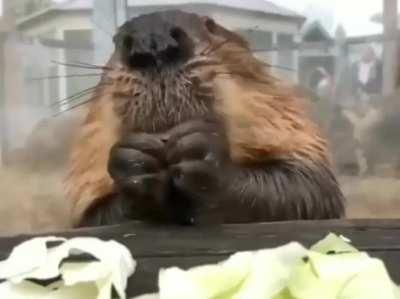 Studies show that seeing a beaver eat cabbage lowers stress by 17%