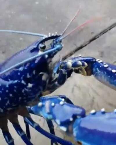 This blue lobster was located in Massachussets. There is a 1 in 2 million chance of finding it.