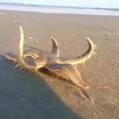 🔥 Starfish walking on the beach