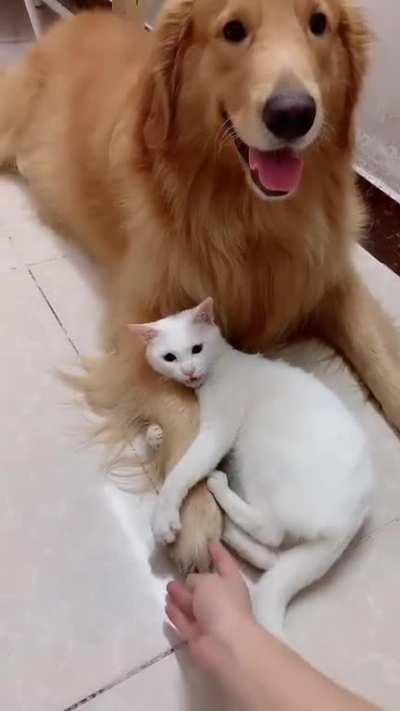 Don’t touch my buddy!