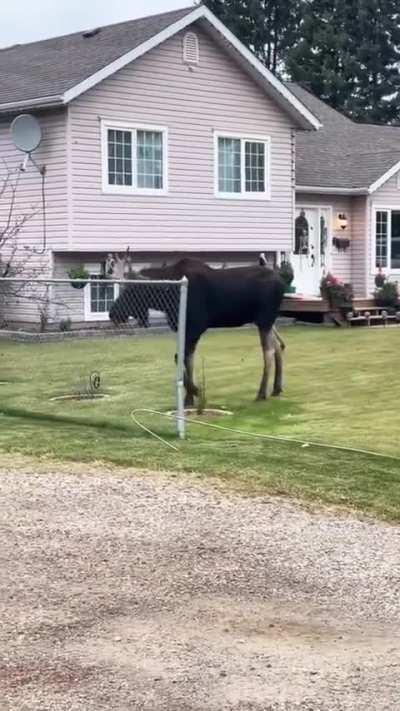 Helping out a moose