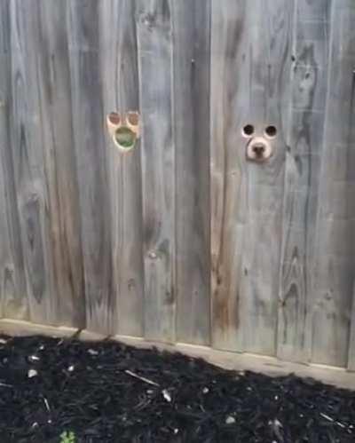 Holes in the fence for the friends.