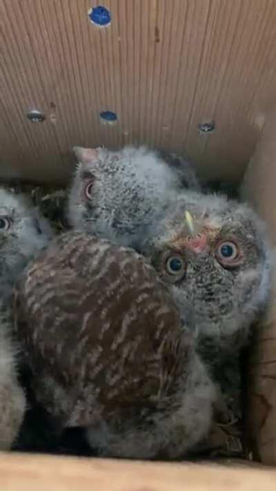 I’ve got 5 owlets in my owl box!