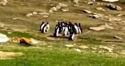 When 2 groups of penguins meet on the road, they stop for a short exchange of information. When one of them moves in with the wrong group, a friend goes after him to bring him back