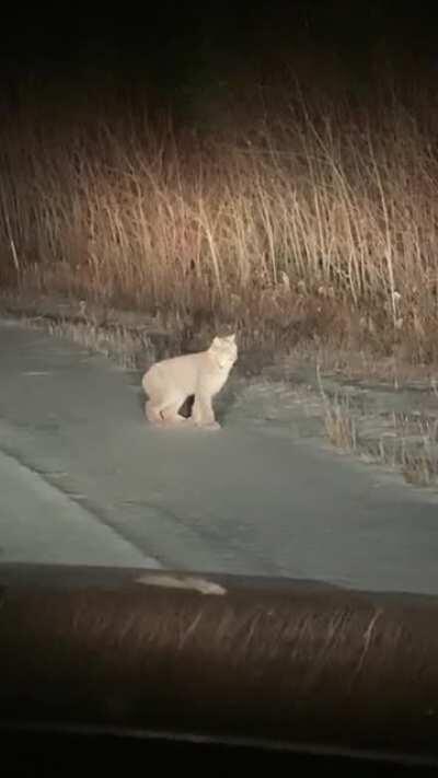 🔥 Caught a Lynx in the Headlights