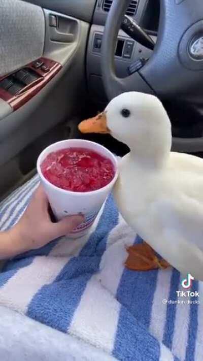 duck asmr ❤️