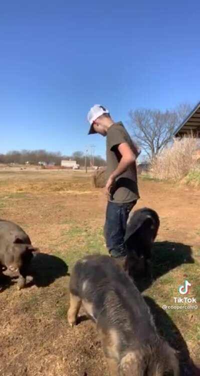 Pig Riding 101