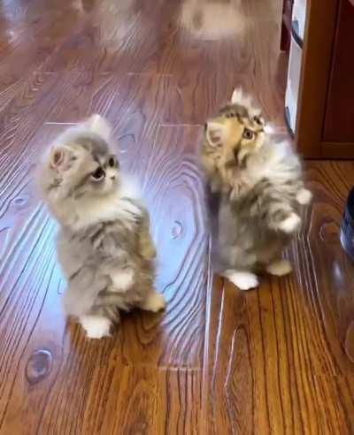 Cat.