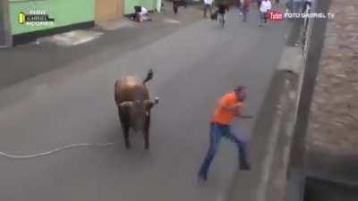 Idiot watching bull on iPad forgets it's right in front of him