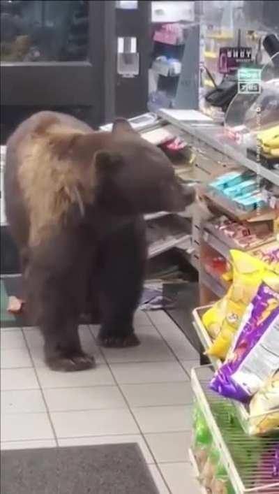 Bear got peckish