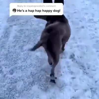 he's a hap hap happy dog!