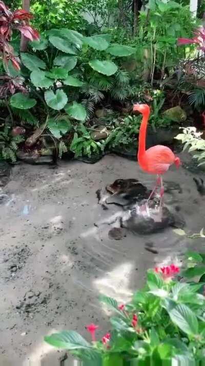 🔥 Flamenco flamingo