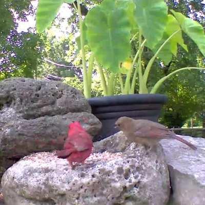 Male and female Cardinal sharing a meal (OC)