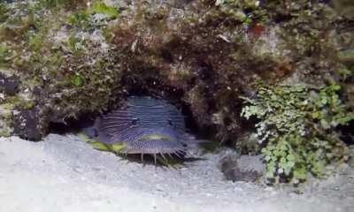 Splendid toadfish produce grunt sounds to attract females as well as warn predators