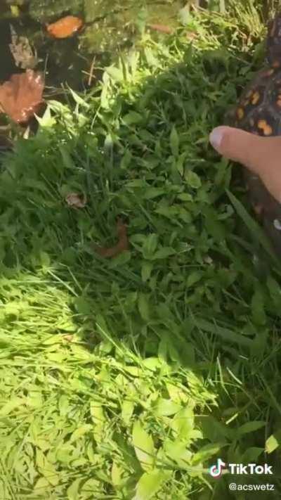 5 year old saves box turtle 🐢